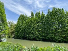 -桤木河湿地公园