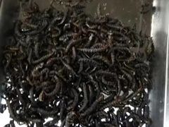 -昆虫窝子·特色云南菜(拓东路总店)