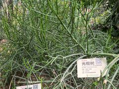-呀路古热带植物园-恐龙馆