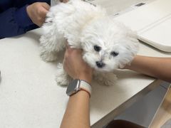 -瑞派长江宠物医院·猫科·外科·24小时夜护(谊城公寓分院)
