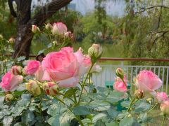 -人民公园(罗湖区)