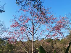 -云溪植物园