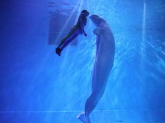 -芜湖新华联大白鲸海洋公园