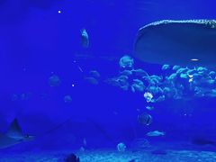 -烟台海昌鲸鲨海洋公园