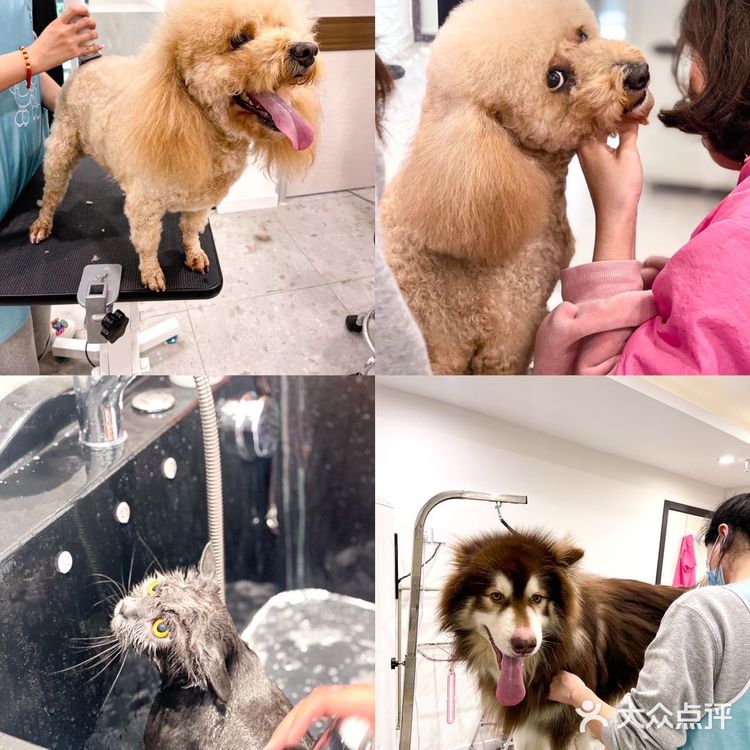 🦀️成都｜明星同款宠物店❗️毛孩子的快乐星球