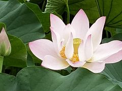 莲花-莲湖公园