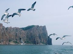 -长岛万鸟岛