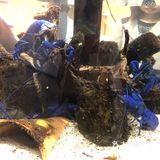 鸟羽水族馆