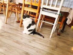 -海边的猫和咖啡馆
