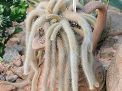 -东莞植物园