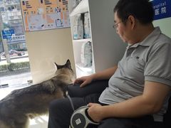 -申普宠物医院·心脏介入·心血管微创(总院)