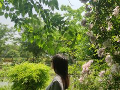 -鹅湖玫瑰文化园