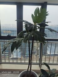 -HEYAN荷妍专业脱毛连锁机构