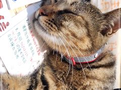 -猫的天空之城概念书店(杭州南宋御街店)