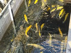 虹鳟-京北渔家傲