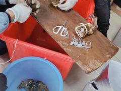 -阳澄湖大闸蟹·琼灵阁牌品牌连锁(吴中总店)