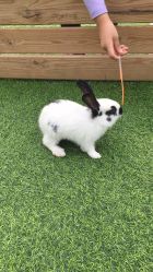 喂兔子-萌宠亲子动物乐园(槐房万达店)