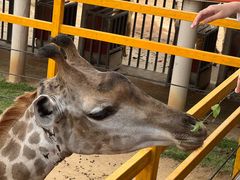 -西霞口神雕山野生动物世界