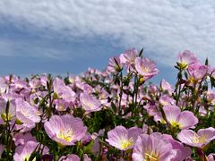 -杭州湾海上花田景区