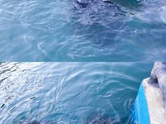 -广东惠东海龟国家级自然保护区