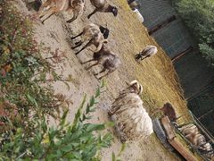 -青藏高原野生动物园