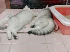 -FAELING PETS美天灵宠物(富力广场店)