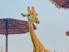 -济南野生动物世界