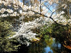 -上海共青森林公园