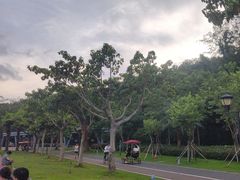 -野狸岛
