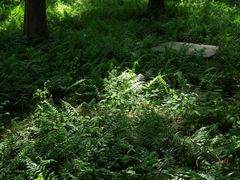 -黄海国家森林公园