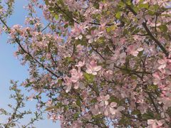 -武汉紫薇都市田园