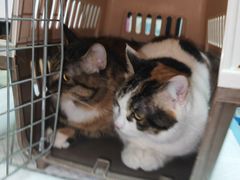 -宠颐生汉谟拉比宠物医院