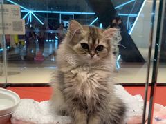 -babydoll猫舍·米努特·德文·缅因(久光中心店)