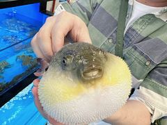 -莆鑫海鲜城(浏河店)