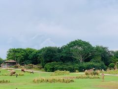 -奥兰多迪士尼动物王国乐园