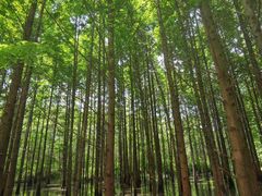 -桤木河湿地公园