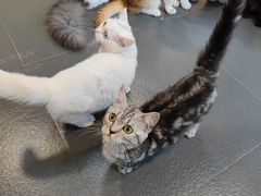 -十年猫舍·猫咪专门店(普陀店)