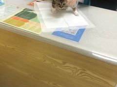 -芭比堂动物医院·24小时·眼科中心(深圳中心)