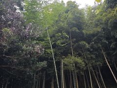 -莫干山风景区
