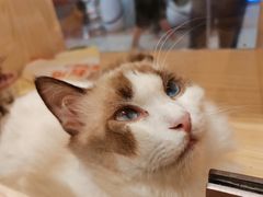-屋虎猫馆(宝安大仟里店)