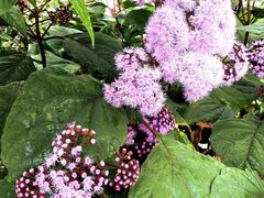 -墨尔本皇家植物园