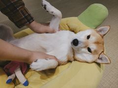 -逗柴咖啡屋·狗咖猫咖宠物桌游