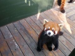 -都江堰中华大熊猫苑