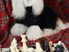 -萌宠之家·腊肠犬·马尔泰·小体犬舍