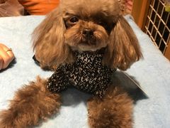 -爱宠屋pet shop·宠物洗澡·宠物美容