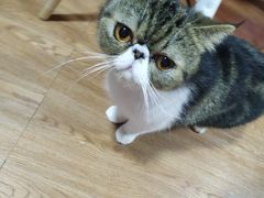 -李小姐の猫咖啡馆(五角场店)