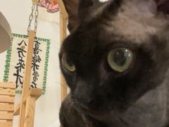 -楼上猫咖(罗湖店)
