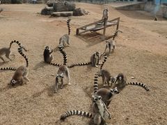 -秦皇岛野生动物园