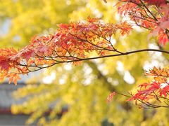-维尔纳斯·生日蛋糕·动物奶油冰淇淋蛋糕(六里桥店)