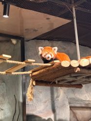 -Zoolung Zoolung动物主题公园(海信广场店)